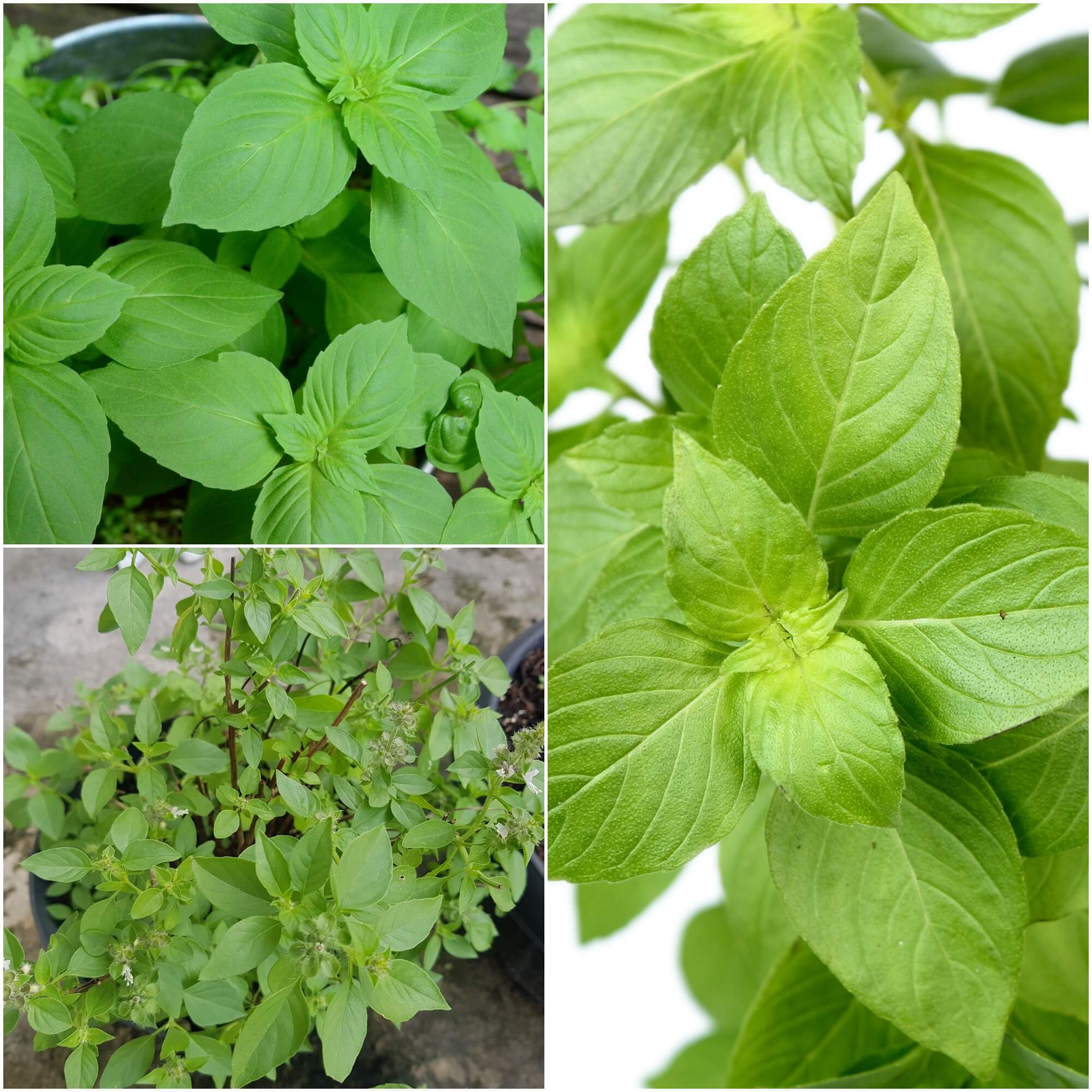 Buy Basil Lemon seeds Online Happy Valley Seeds