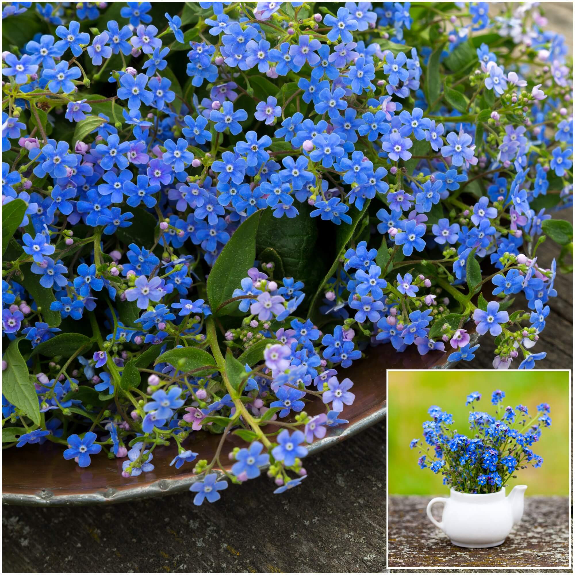 Forget-Me-Nots  Curbstone Valley