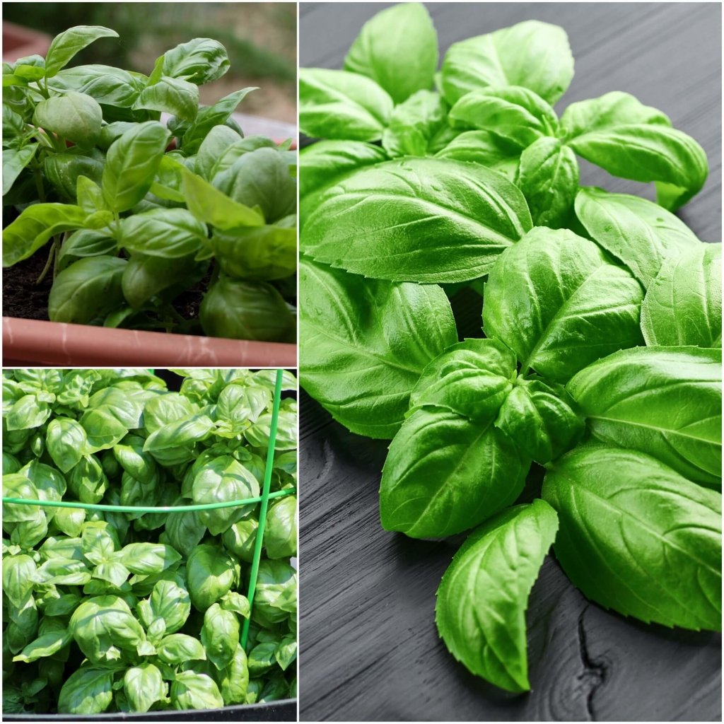 Buy Basil seeds Online Happy Valley Seeds