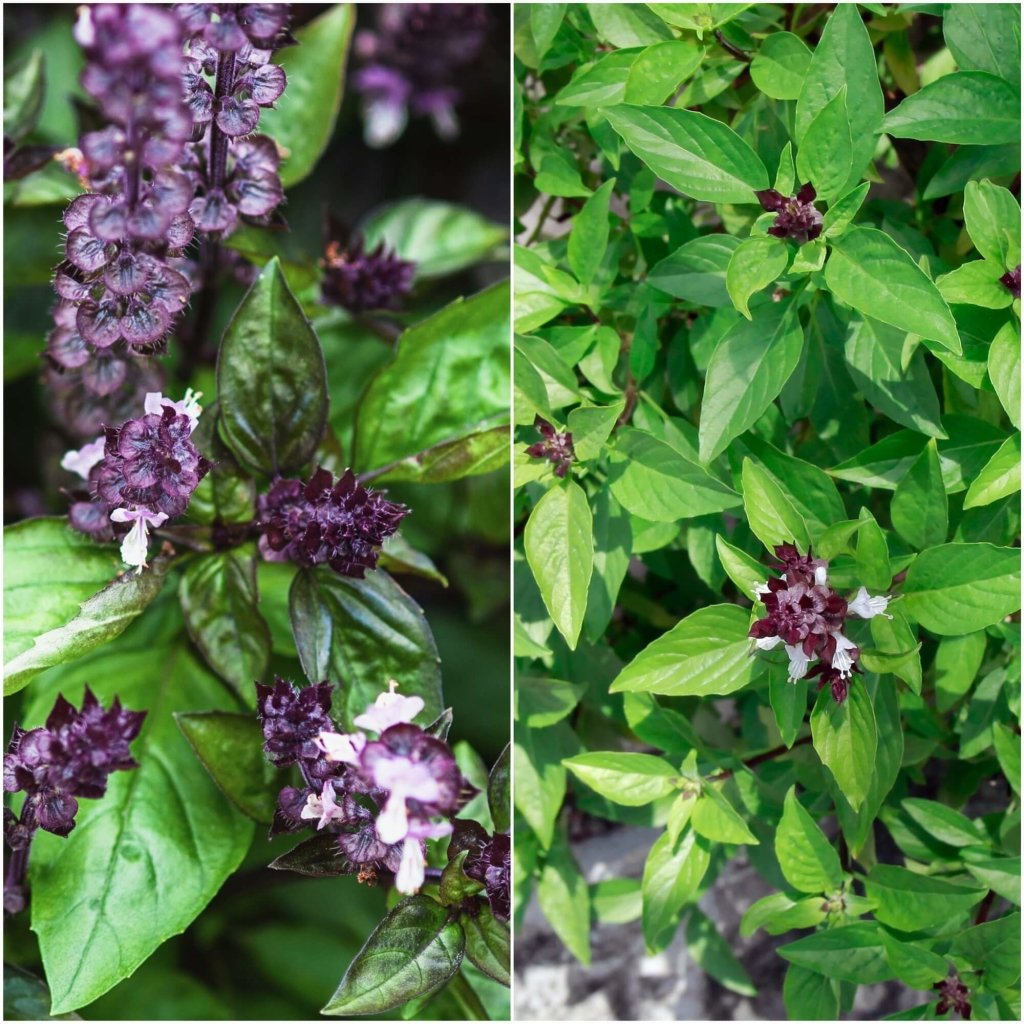 Buy Basil Cinnamon seeds Online Happy Valley Seeds