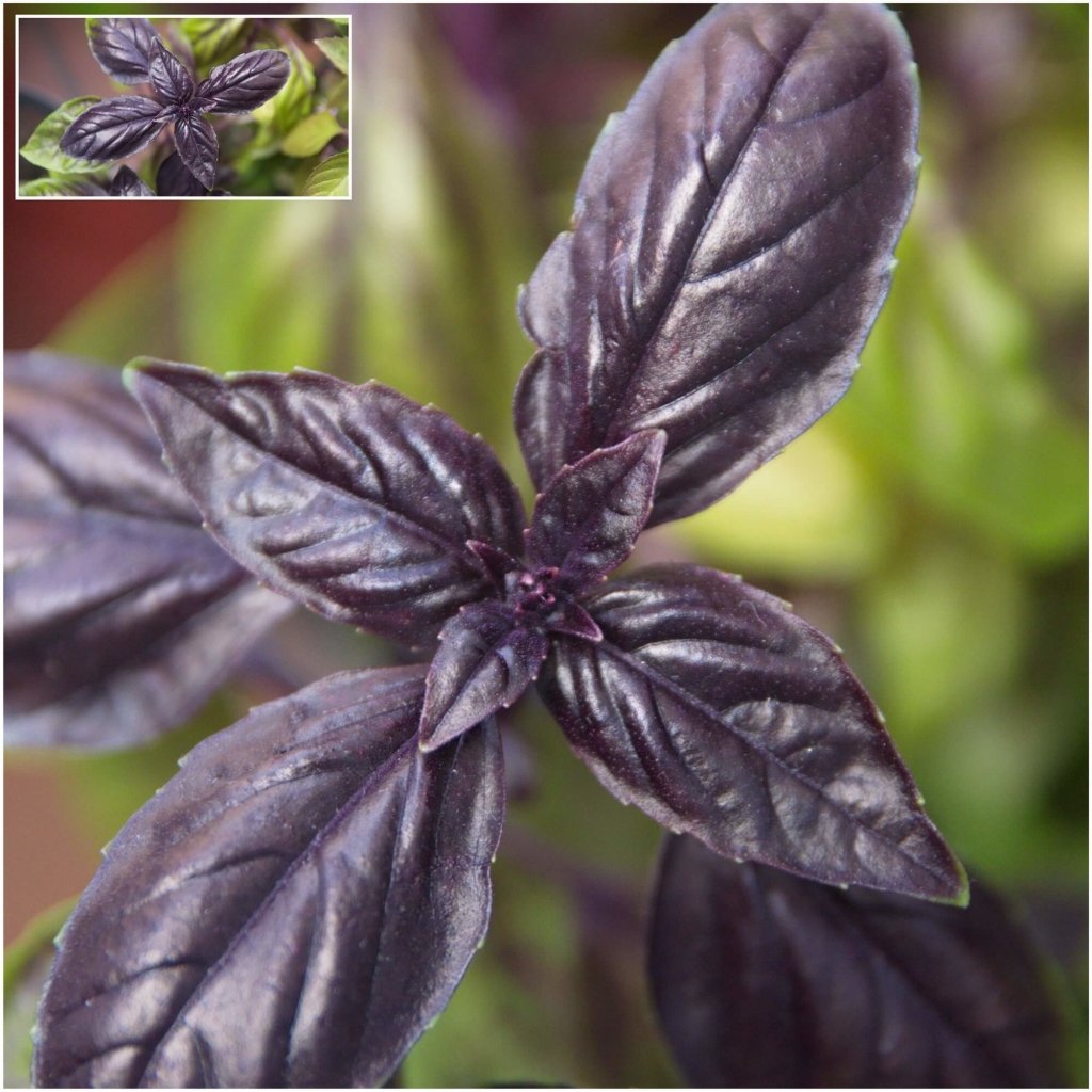 Buy Basil Freddy seeds Online Happy Valley Seeds