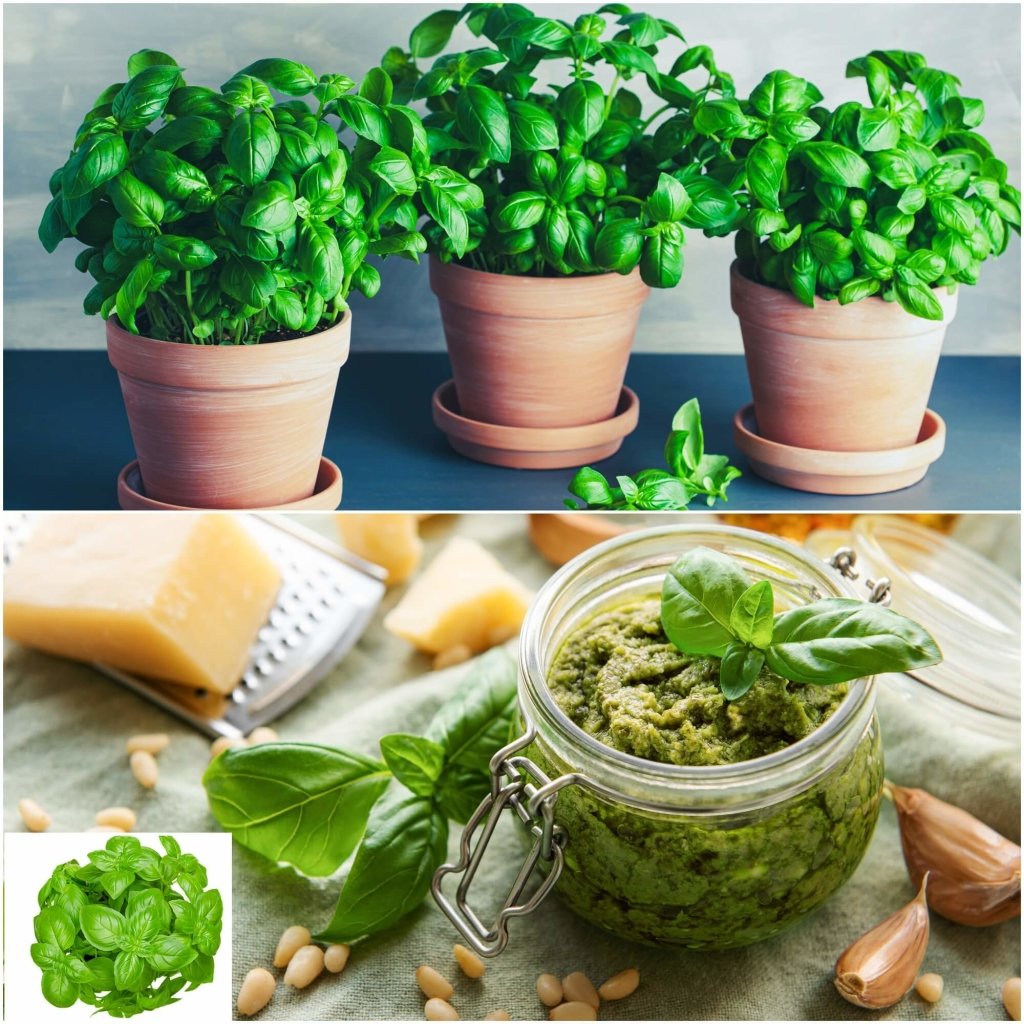 Buy Basil Genovese seeds Online Happy Valley Seeds