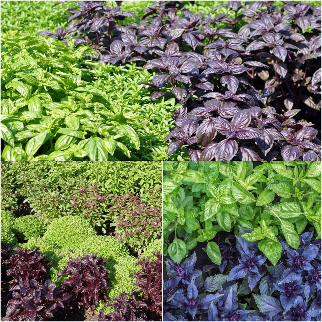 Buy Basil Heirloom Mix seeds Online Happy Valley Seeds