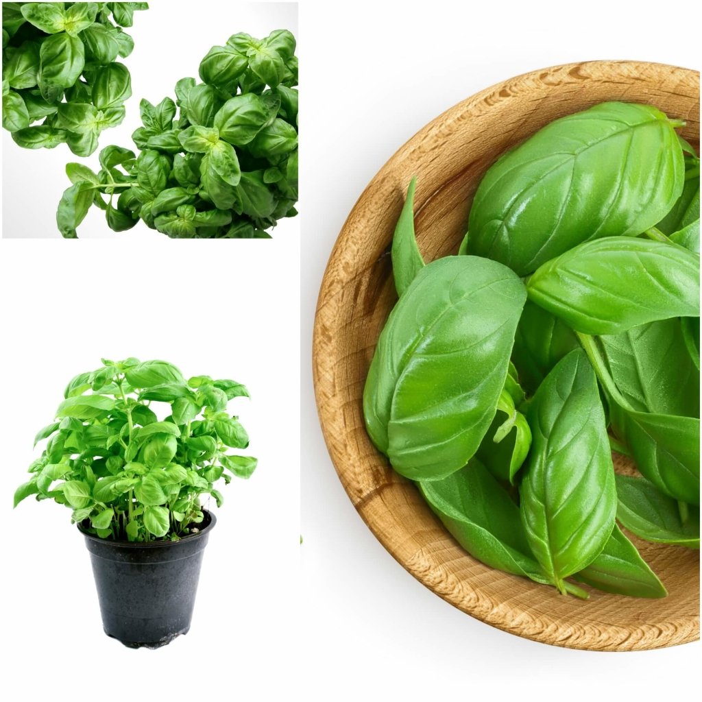 Buy Basil King Kong F1 seeds Online Happy Valley Seeds