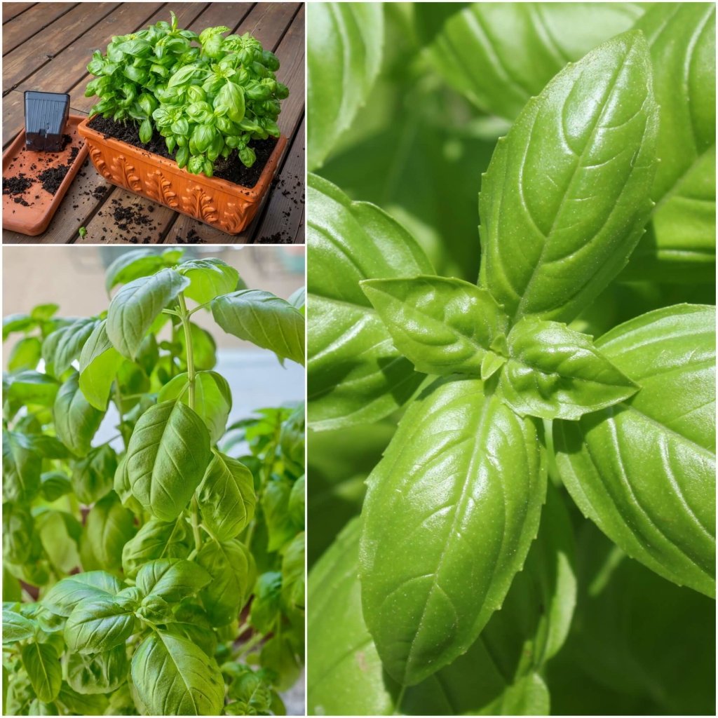 Basil Medinette seeds