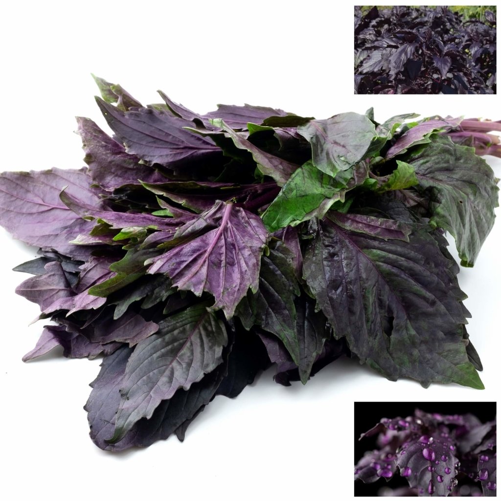 Buy Basil Purple Ruffles seeds Online Happy Valley Seeds