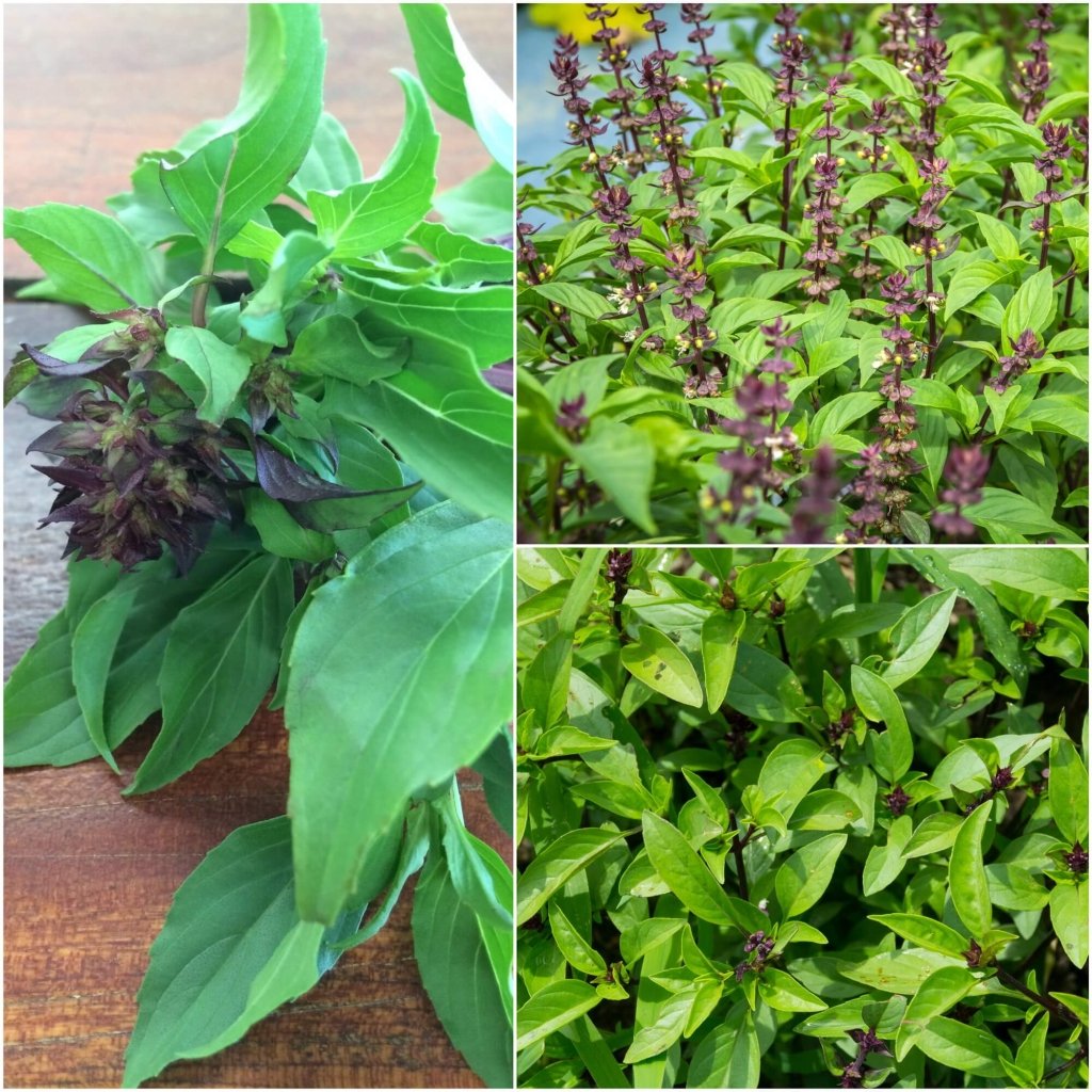 Buy Basil seeds Online Happy Valley Seeds Page 2