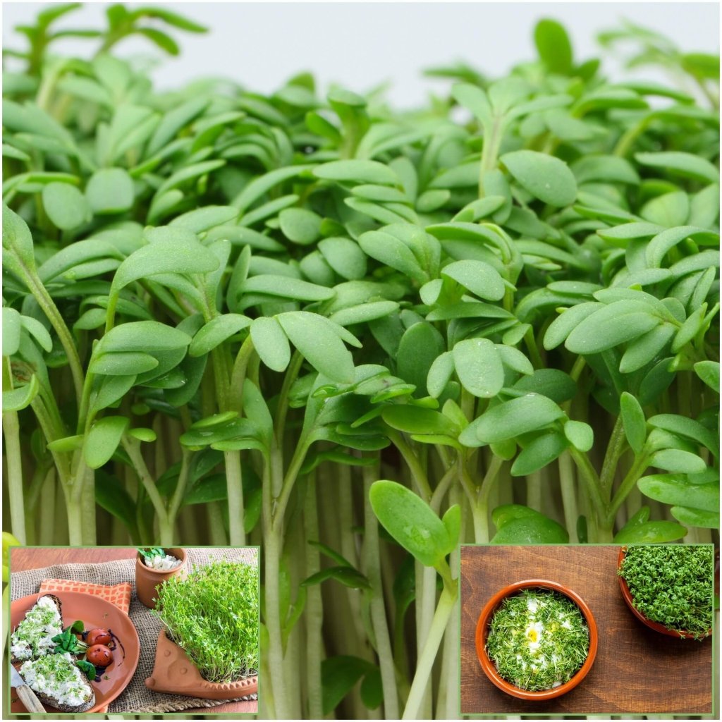 Curled, Cress Seed