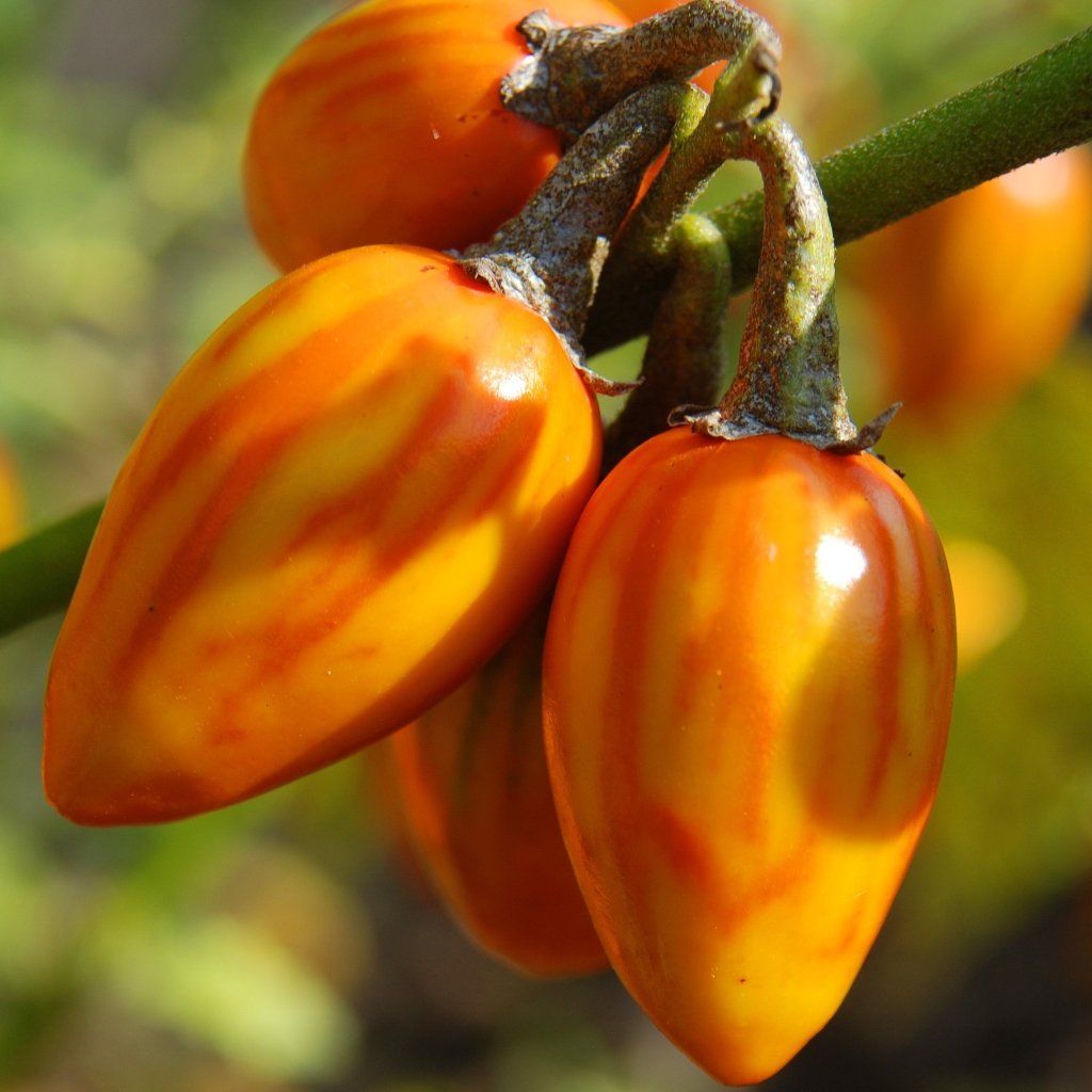 Striped Garden Egg (Striped Toga Eggplant) – Truelove Seeds