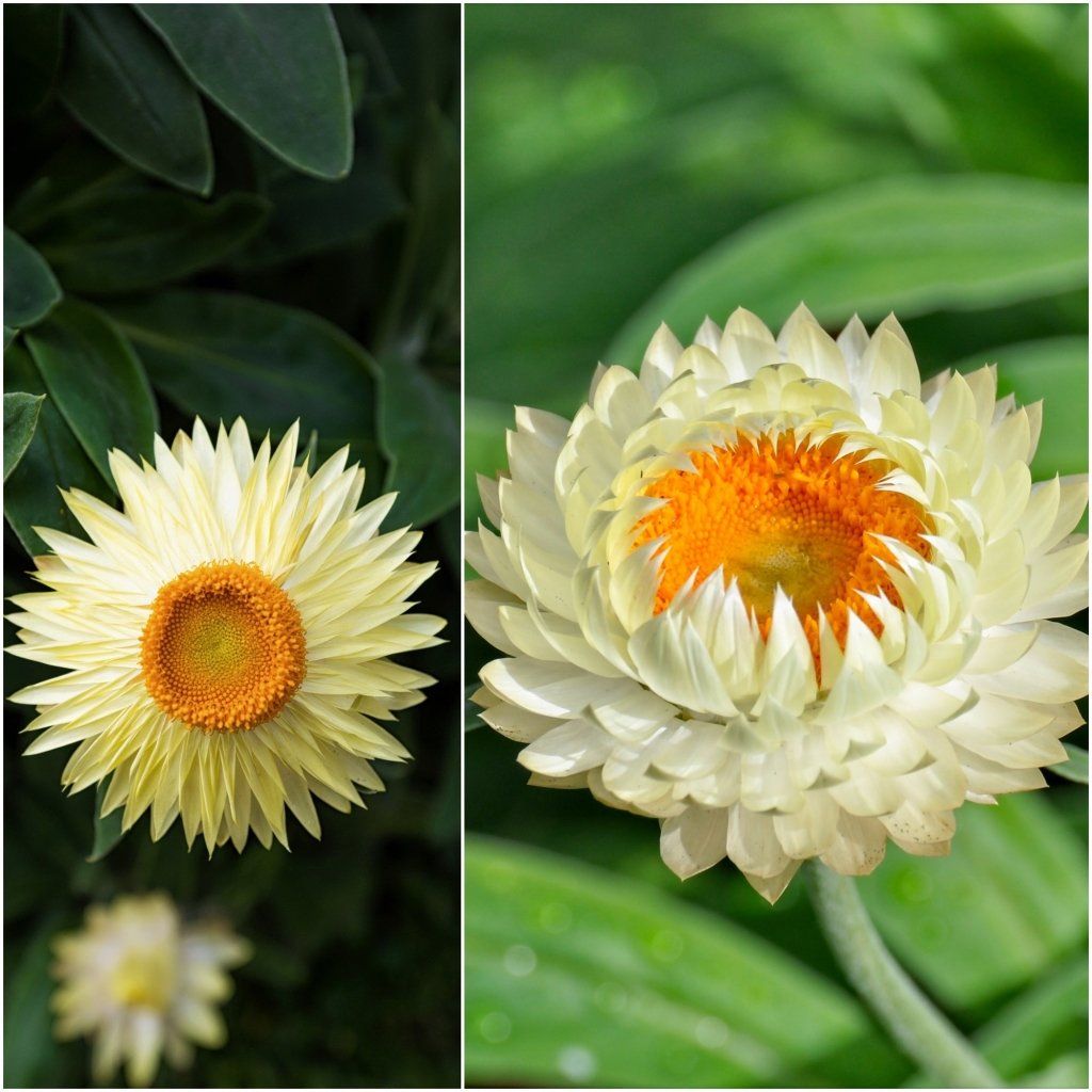 Strawflower Paper Daisy Helichrysum Monstrosum Seeds