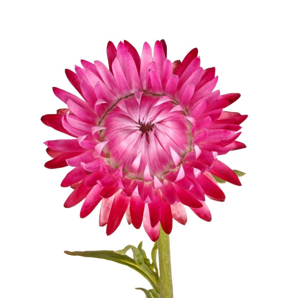 http://www.happyvalleyseeds.com.au/cdn/shop/products/everlasting-daisy-purple-red-seeds-185217.jpg?v=1677237377