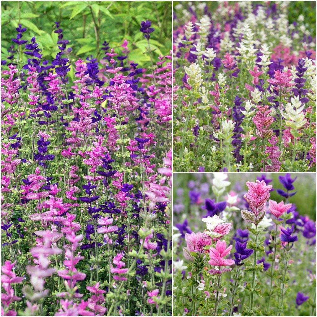 Buy Salvia seeds Online | Happy Valley Seeds – Tagged &ldquo;Salvia&rdquo;