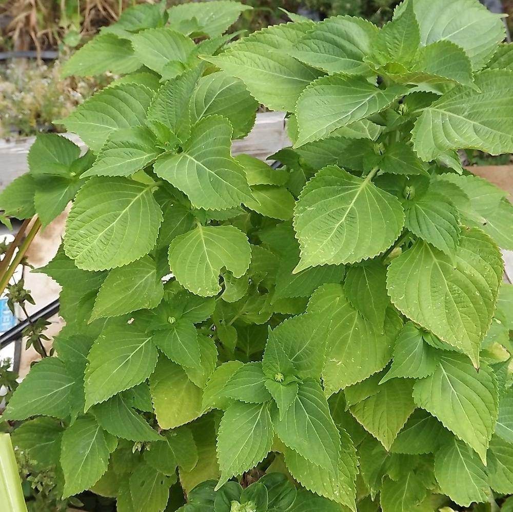 Buy Shiso Korean Green Perilla seeds Online Happy Valley Seeds