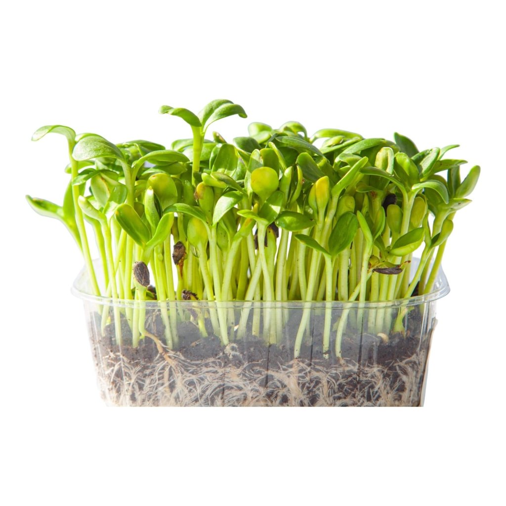 Sunflower deals seed sprouts