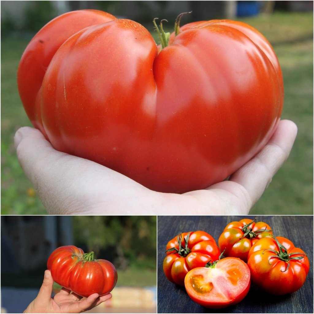 http://www.happyvalleyseeds.com.au/cdn/shop/products/tomato-beefsteak-seeds-457847.jpg?v=1700727487