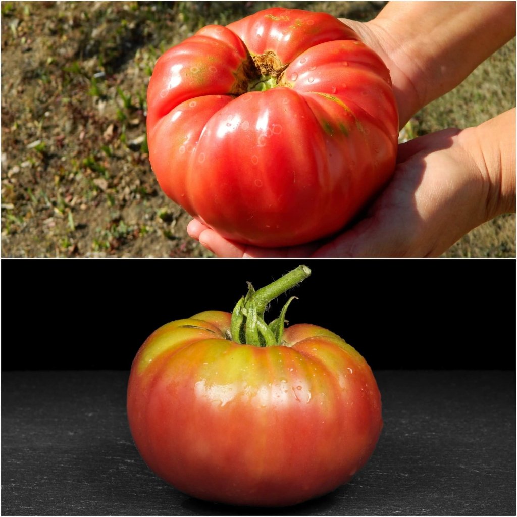 http://www.happyvalleyseeds.com.au/cdn/shop/products/tomato-brandywine-red-seeds-165527.jpg?v=1700727491