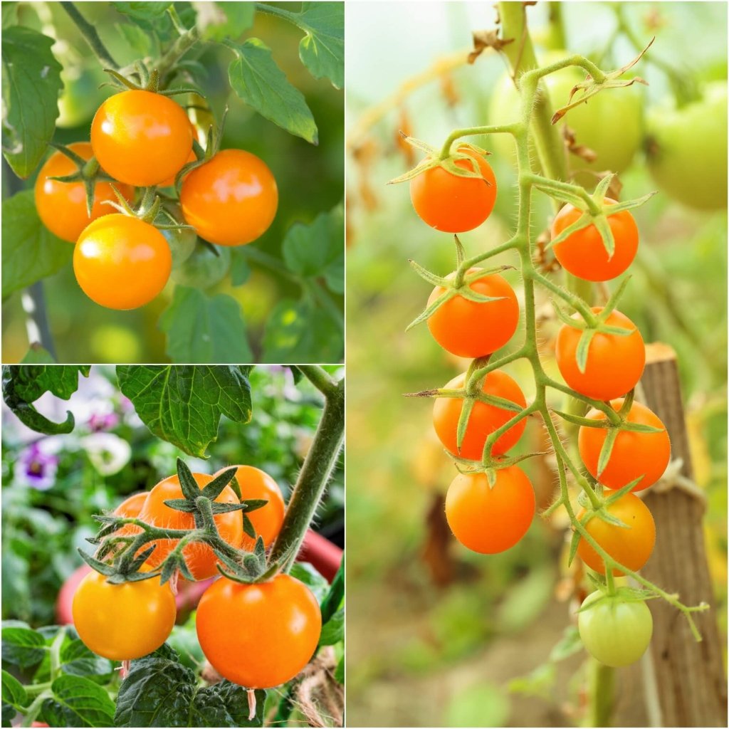 Tomate Cerise Orange Berry