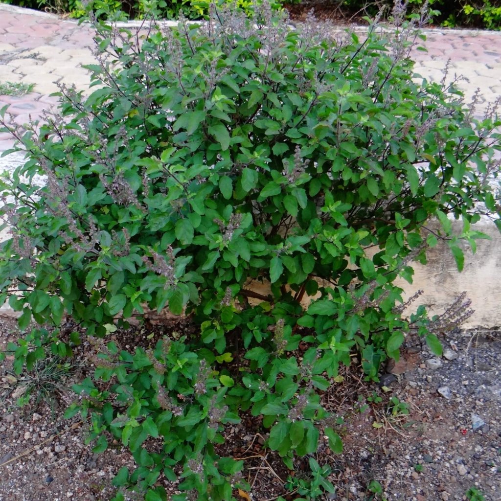 Buy Tulsi Amrita Holy Basil seeds Online Happy Valley Seeds