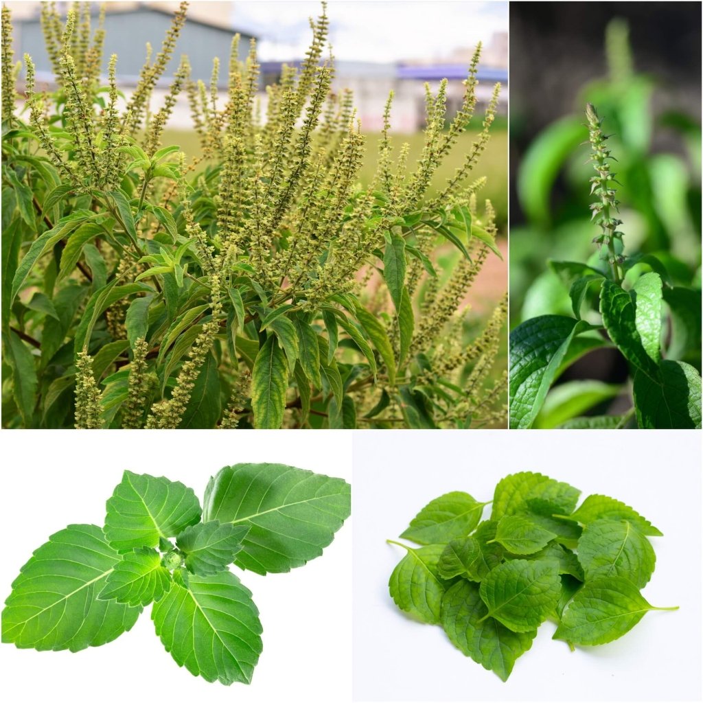 Buy Tulsi Vana Holy Basil seeds Online Happy Valley Seeds