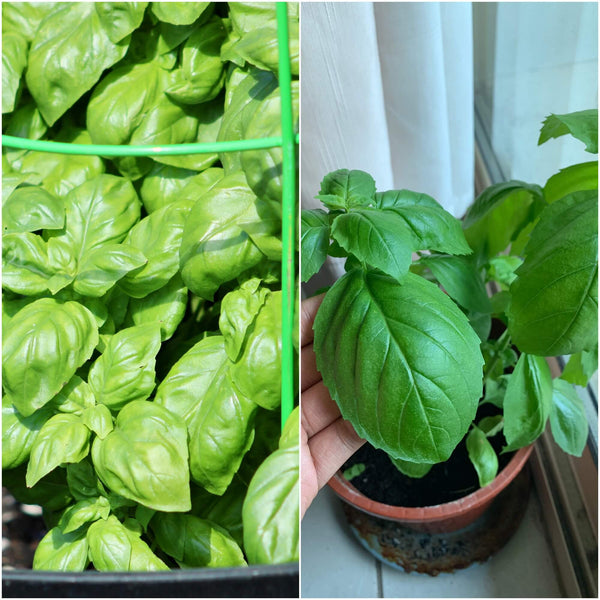 Buy Basil Large Sweet Italian seeds Online Happy Valley Seeds