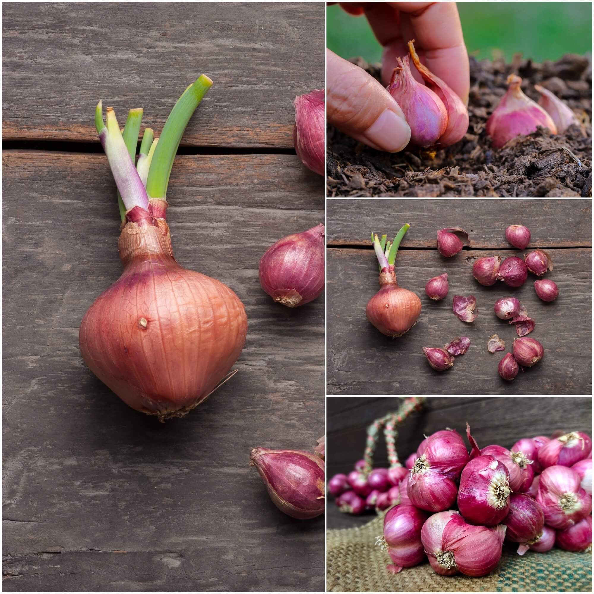 Shallot Red (Pack of 5 Bulbs)