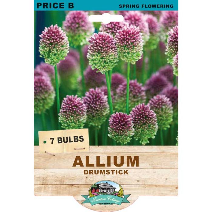 Allium Drumstick (Pack of 7 Bulbs) - Happy Valley Seeds