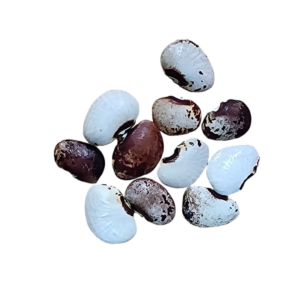 Buy Bean Climbing - Lima Civil War seeds Online | Happy Valley Seeds