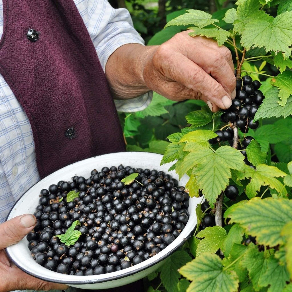 Black Currant (Pack of 1 Cane) - Happy Valley Seeds