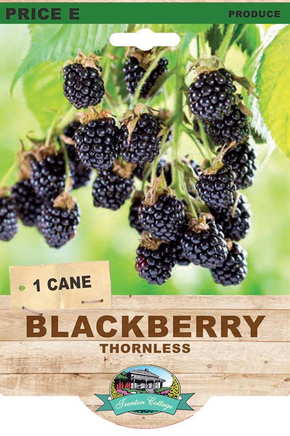 Blackberry Thornless (Pack of 1 Cane) - Happy Valley Seeds