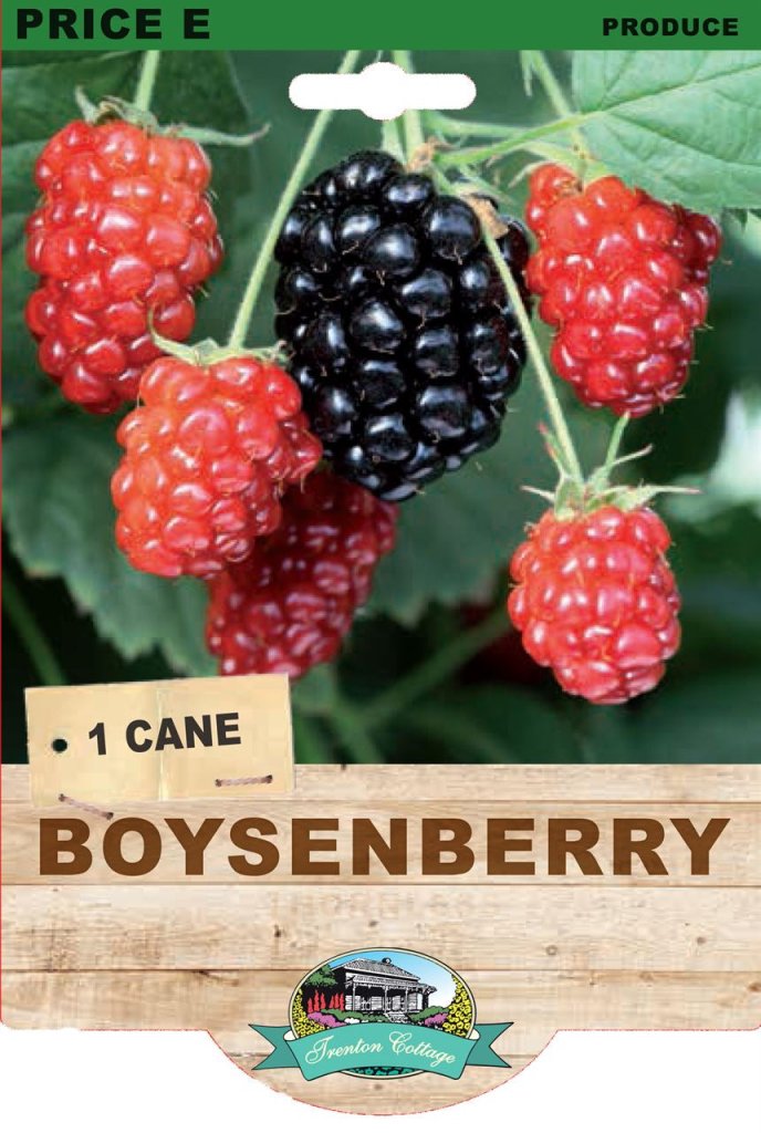 Boysenberry (Pack of 1 Cane) - Happy Valley Seeds