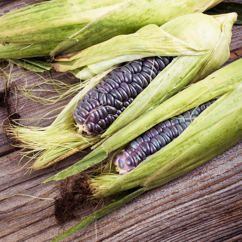 Corn - Maize Mini Blue Popcorn seeds - Happy Valley Seeds