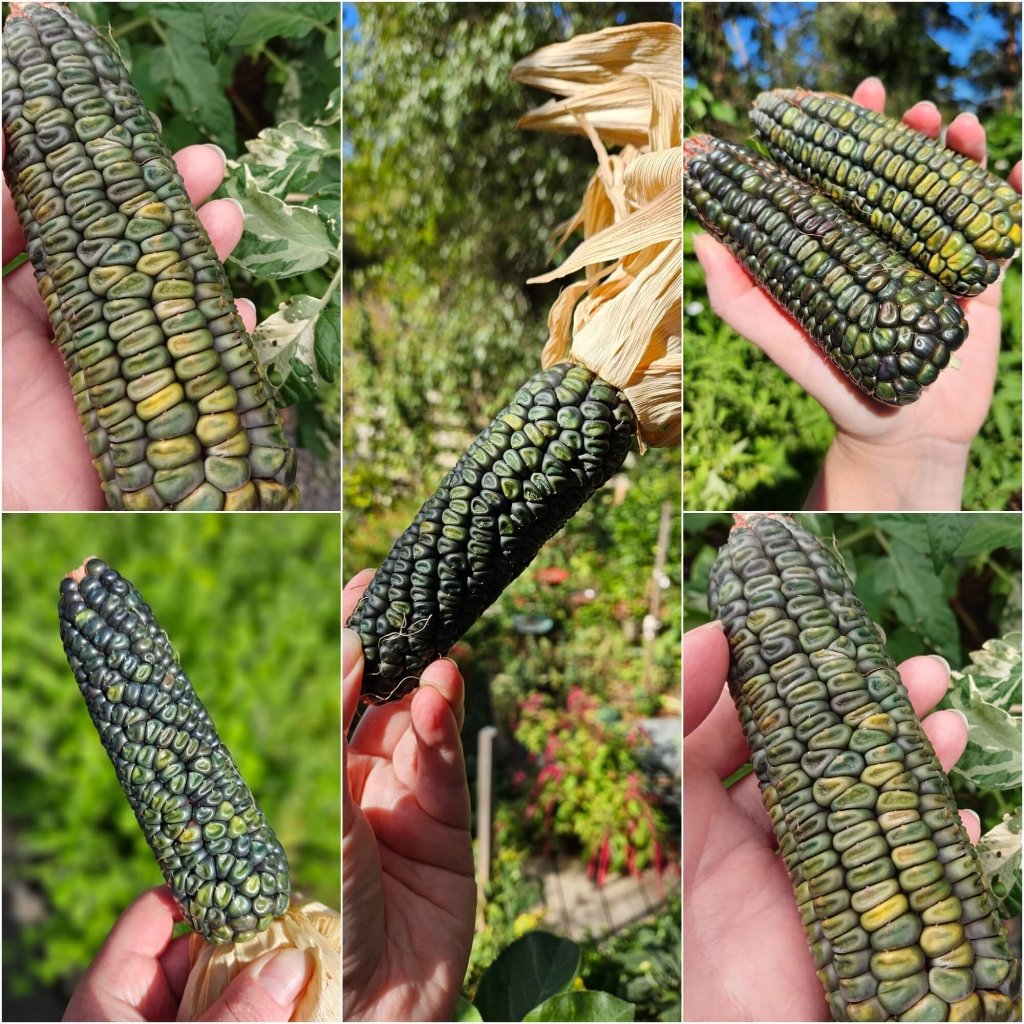 Corn - Maize Oaxacan Green seeds - Happy Valley Seeds