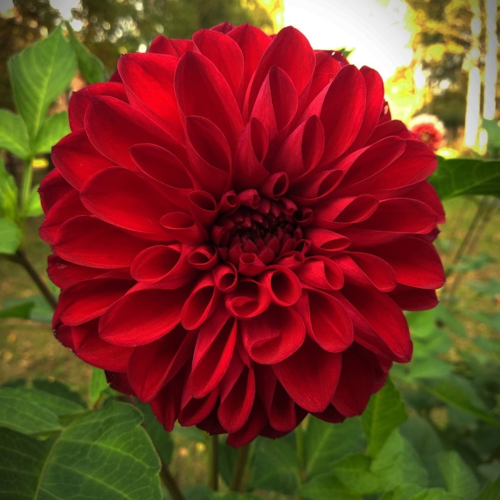 Dahlia Dragons Blood (Pack of 1 Bulb) - Happy Valley Seeds