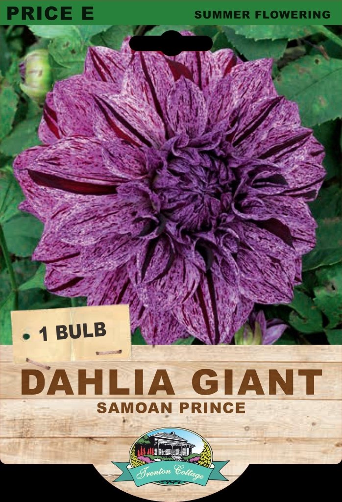 Dahlia Giant Samoan Prince (Pack of 1 Bulb) - Happy Valley Seeds