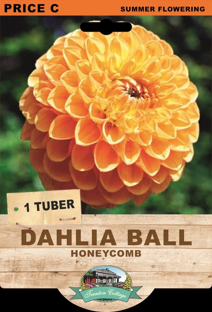 Dahlia Honeycomb (Pack of 1 Bulb) - Happy Valley Seeds
