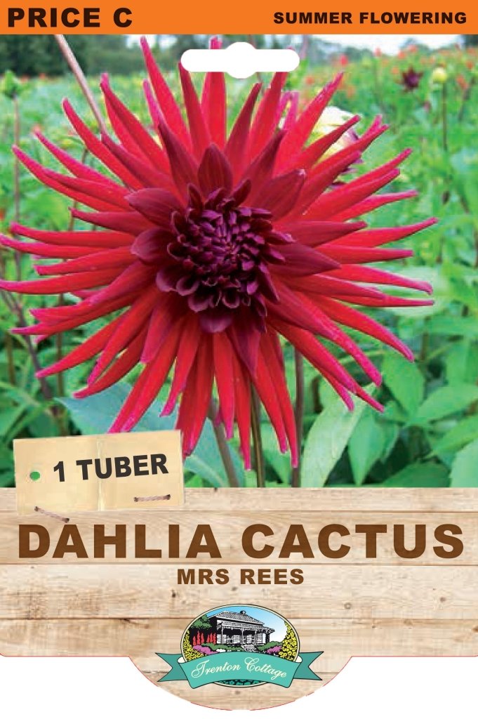 Dahlia Mrs Rees (Pack of 1 Bulb) - Happy Valley Seeds