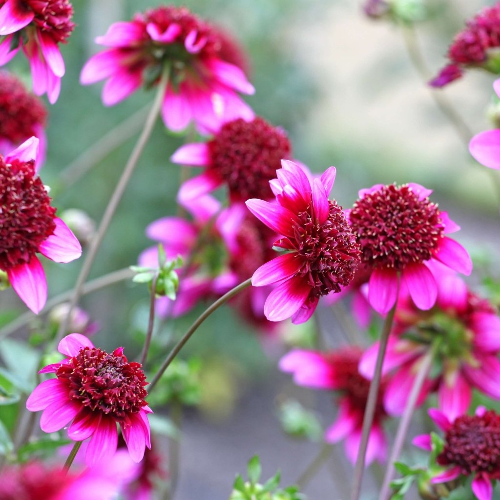 Dahlia Purex (Pack of 1 Bulb) - Happy Valley Seeds