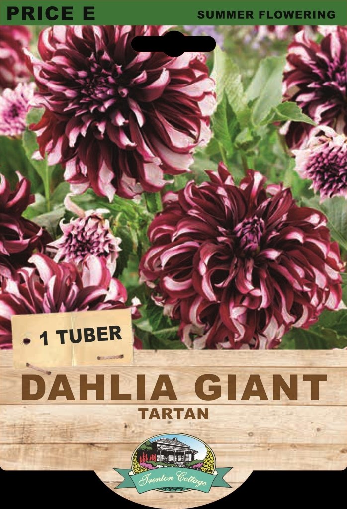 Dahlia Tartan (Pack of 1 Bulb) - Happy Valley Seeds