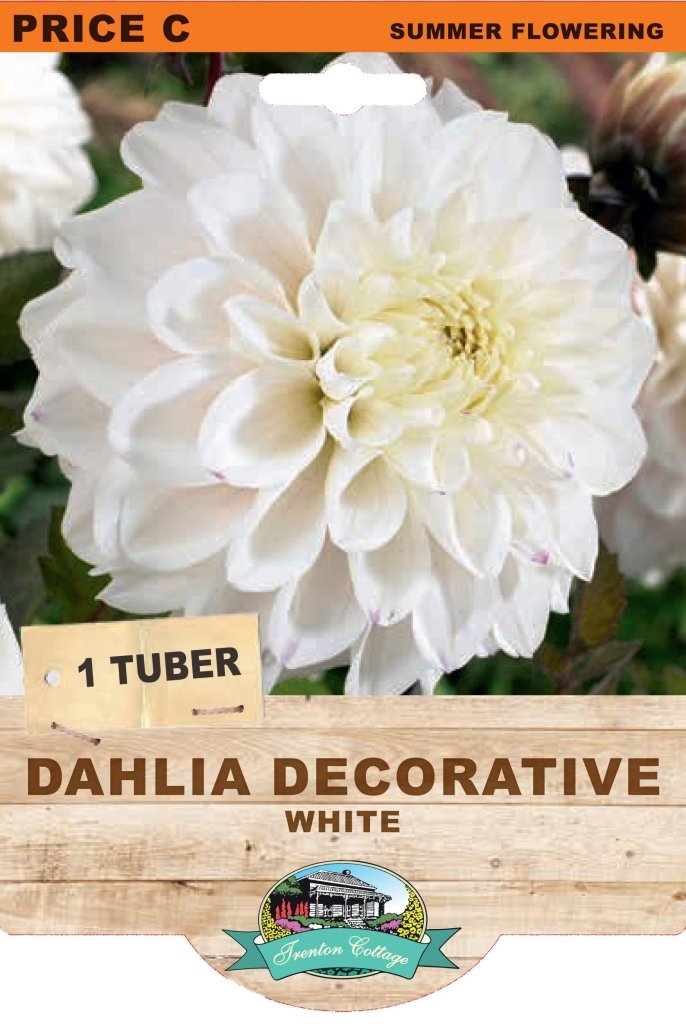 Dahlia White Decorative (Pack of 1 Bulb) - Happy Valley Seeds