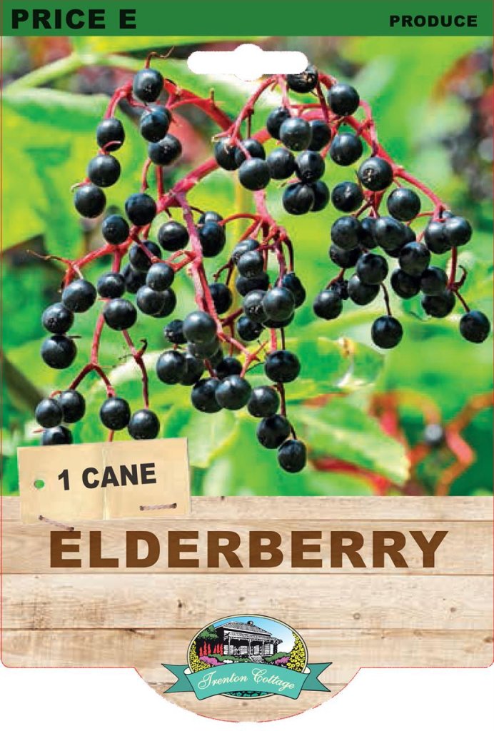 Elderberry (Pack of 1 Cane) - Happy Valley Seeds