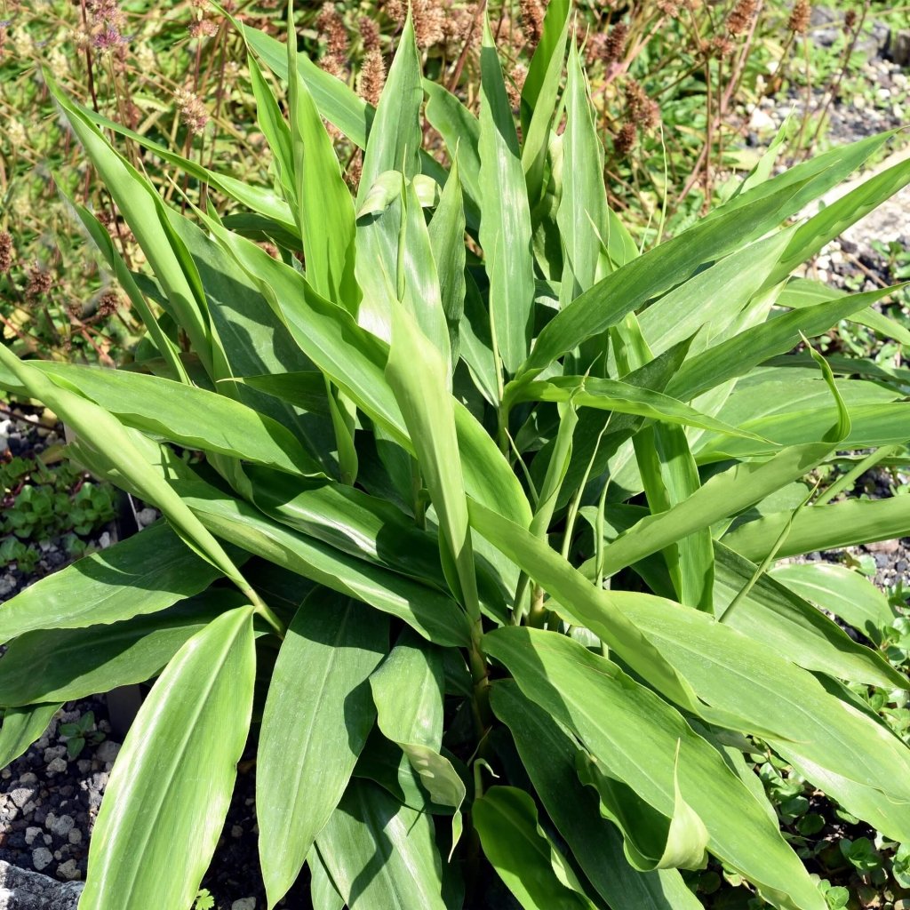 Galangal Lesser Rhizome - Happy Valley Seeds