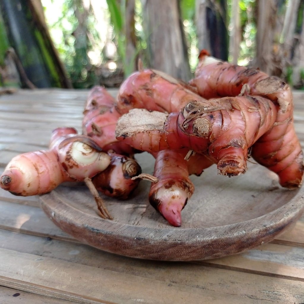 Galangal Thai Red Rhizome - Happy Valley Seeds