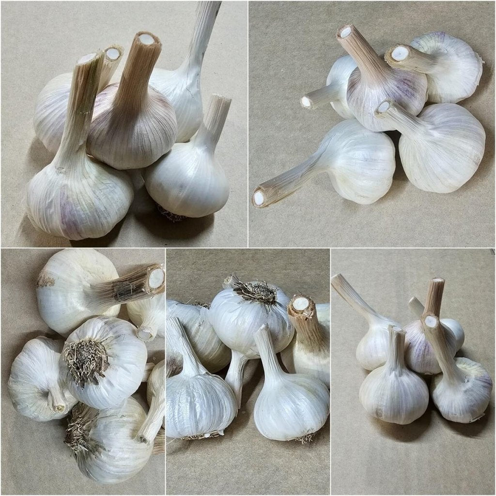 Garlic - Creole Volcanite (2 Bulbs) - Happy Valley Seeds