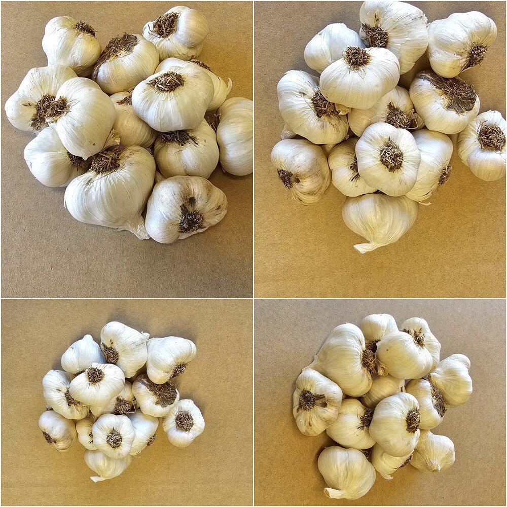 Garlic - DS (2 Bulbs) - Happy Valley Seeds