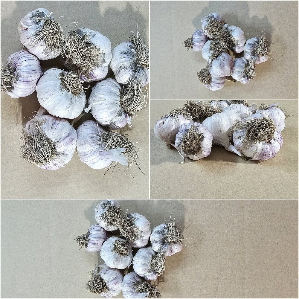 Garlic - El Camino (Turban) (2 Bulbs) - Happy Valley Seeds