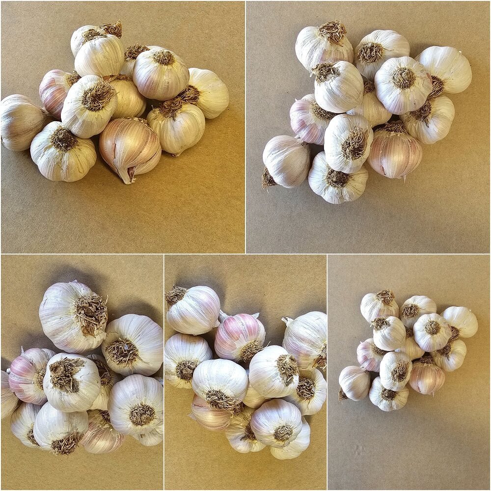 Garlic - Festival Creole (2 Bulbs) - Happy Valley Seeds