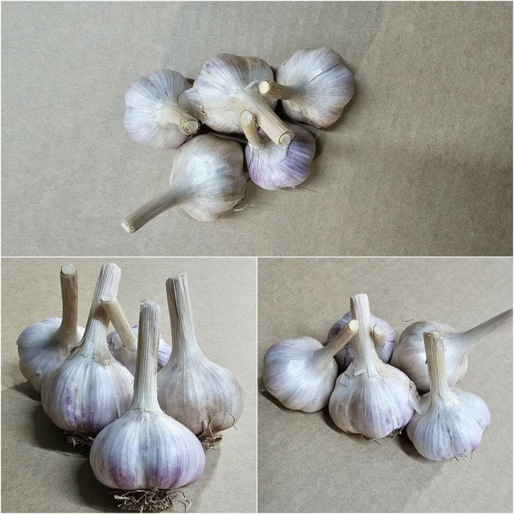 Garlic - Marble Purple Stripe Krasnodar (2 Bulbs) - Happy Valley Seeds