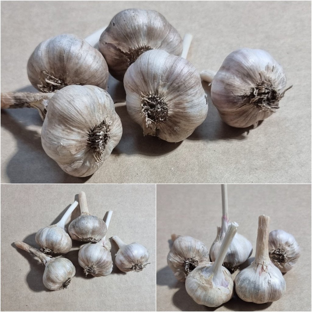 Garlic - Marble Purple Stripe Siberian (2 Bulbs) - Happy Valley Seeds