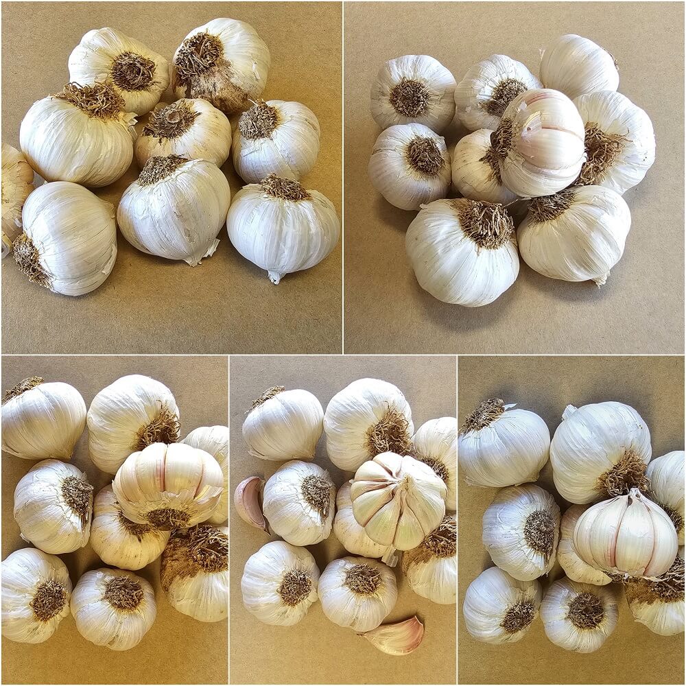 Garlic - Rogo de Castro Creole (2 Bulbs) - Happy Valley Seeds