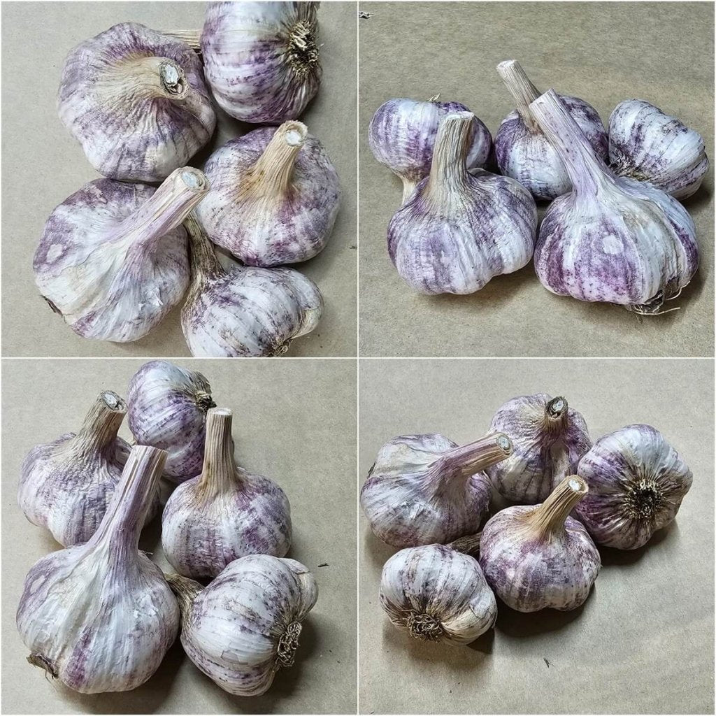 Garlic - Turban Roy (2 Bulbs) - Happy Valley Seeds